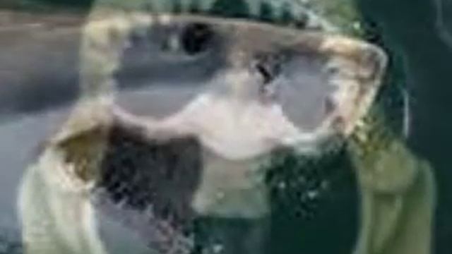 Megalodon vs Dunkleosteus смотреть онлайн