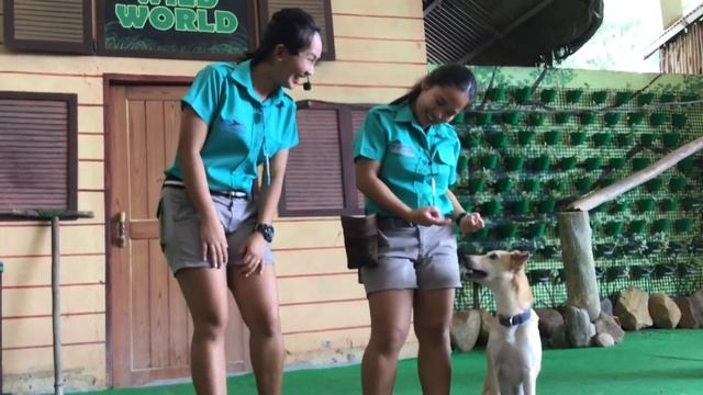 Palawan Bearcat, python, dog, philippine scoops owl, eagle & fruit bats at Ocean Adventure at Subic смотреть онлайн