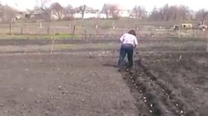посадка картошки под мотоблок