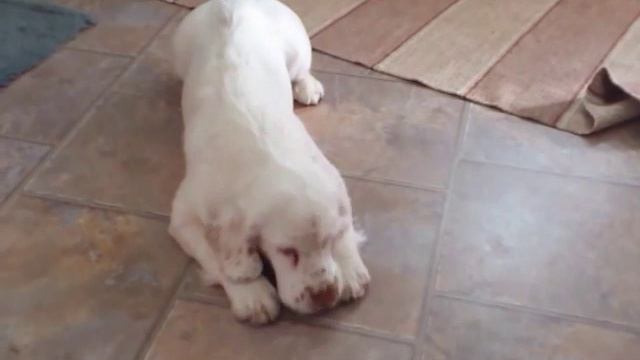 A jealous clumber baby смотреть онлайн