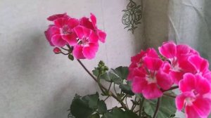 Пеларгония Toscana tammo