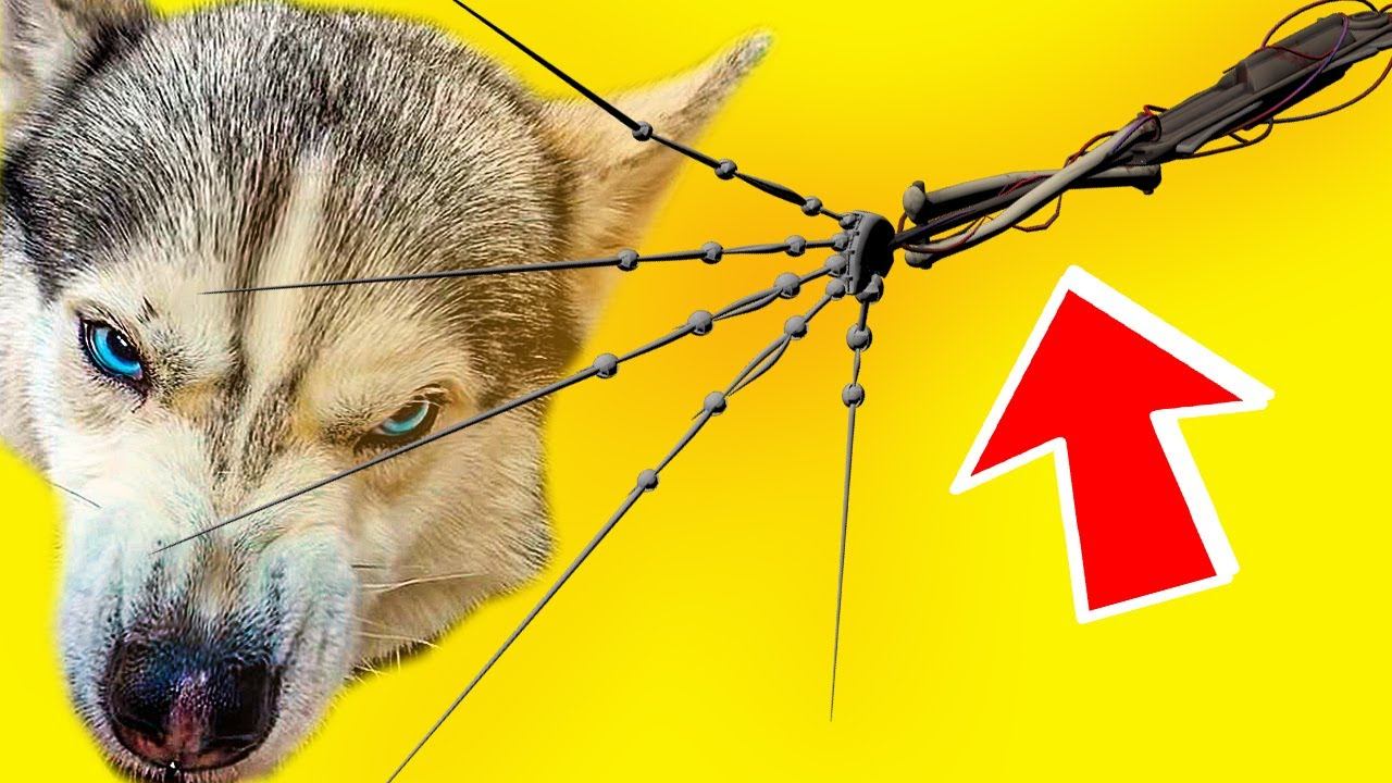 ПРОТОТИП 1-0-0-6 ХОЧЕТ УТАЩИТЬ МЕНЯ!! Хаски Бандит Говорящая собака смотреть онлайн