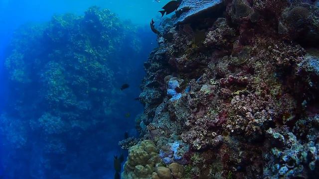 Red Sea Coral Reefs
