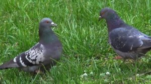 Опять весна... И будет волшебство весны....