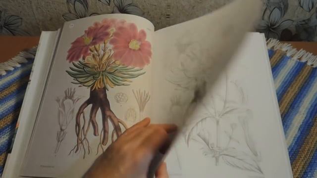 ШИКАРНАЯ РАСКРАСКА КОРОЛЕВСКИЙ БОТАНИЧЕСКИЙ САД ОБЗОР РАСКРАСКИ АНТИСТРЕСС смотреть онлайн