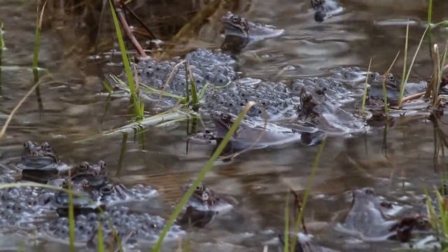 Common frog / Травяные лягушки / Rana temporaria смотреть онлайн