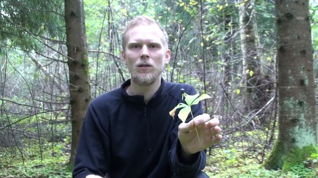 Вороний глаз / Paris (plant) смотреть онлайн