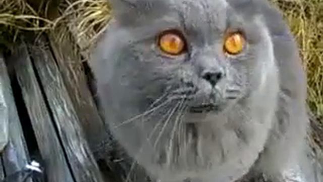 Кот который завет Галю смотреть онлайн