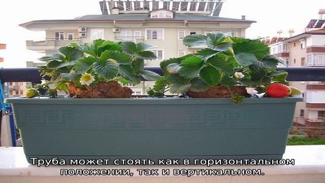Клубника на балконе: выращивание смотреть онлайн
