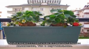 Клубника на балконе: выращивание