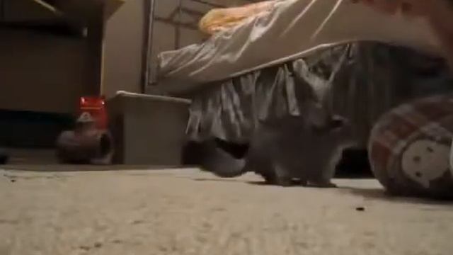 Приколы с шиншиллой смотреть онлайн