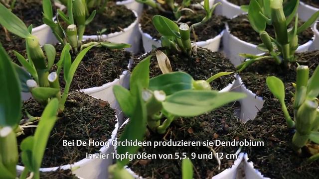 Dendrobium Nobile | Plant Expert Noviflora | Arno | Vlog 01 | DE смотреть онлайн