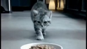 Все рекламы "Whiskas" из нашего сайта (2005-2010)