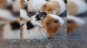 Морские свинки в дикой природе