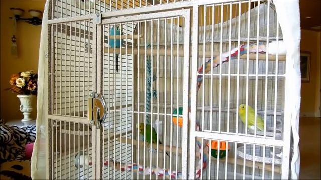 My pet budgies 10 Hr singing. New unique footage of pet parakeets chirping. смотреть онлайн