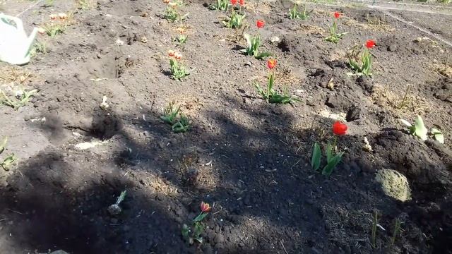 КАКИЕ ЦВЕТЫ МОЖНО ПОСАДИТЬ С РОЗАМИ.ПРАВИЛЬНОЕ СОСЕДСТВО.ФОРМИРУЮ КЛУМБУ.КОМПАНЬОНЫ РОЗ. смотреть онлайн