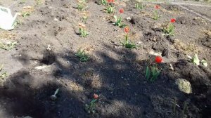 КАКИЕ ЦВЕТЫ МОЖНО ПОСАДИТЬ С РОЗАМИ.ПРАВИЛЬНОЕ СОСЕДСТВО.ФОРМИРУЮ КЛУМБУ.КОМПАНЬОНЫ РОЗ.