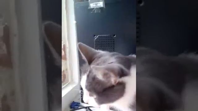 Как две кошки общаются.?? смотреть онлайн
