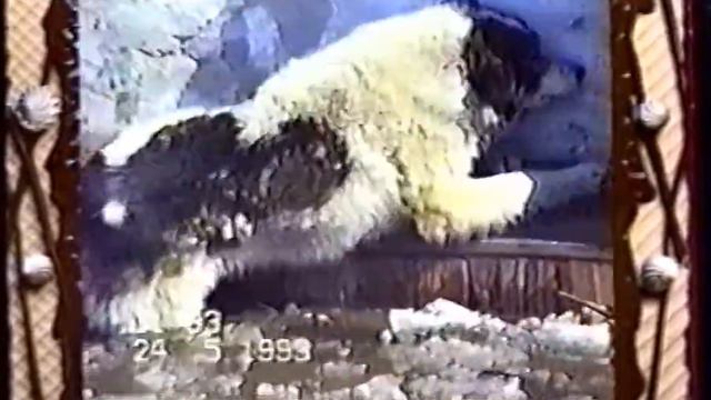 Сам Себе Режиссёр. Нарезки (РТР, 1997-1998) (2) смотреть онлайн