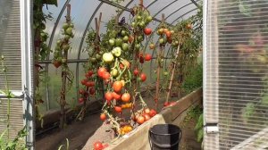 Самый урожайный томат этого года! Томат Батяня. №41. Лучший томат!