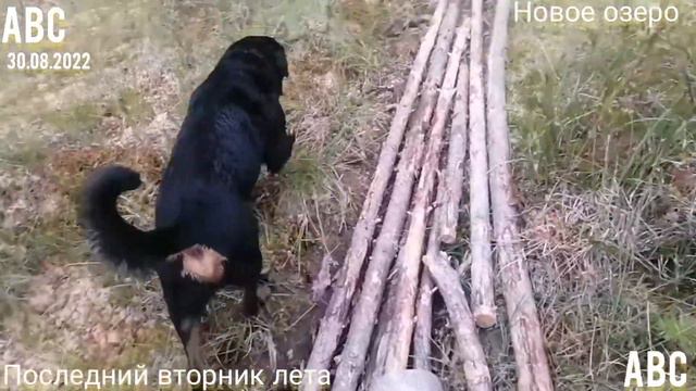 Новое озеро последнего вторника лета-2022 #Бодрыйдедза60лет #зевс #будогощь #производствостанков смотреть онлайн