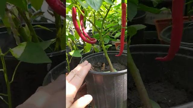 Острый перец Кайенский Длинный Джо, Joe`s Long Cayenne смотреть онлайн
