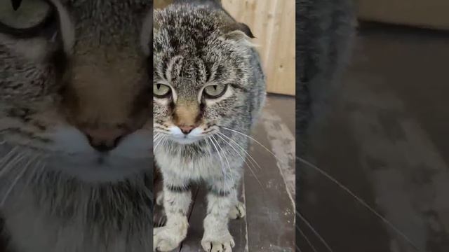 куда бы мы не приехали, везде к нам котики призодят смотреть онлайн