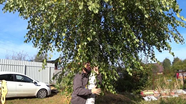 Обзор моей Берёзы на даче смотреть онлайн