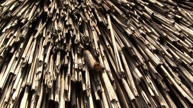 Mimicry. Мимикрия (1203sp) смотреть онлайн