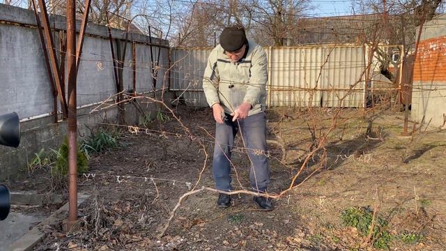 Виноград нєвкривний сєлєкції Кашича В П. Формування кущів смотреть онлайн