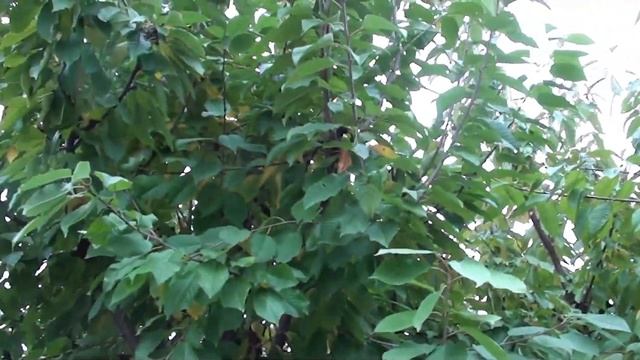 Можно ли в октябре делать пересадку и посадку растений ? смотреть онлайн