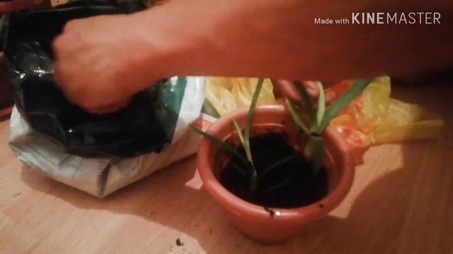 КАК ПРАВИЛЬНО ПЕРЕСАДИТЬ АЛОЭ! ALOE REPOT 2019 смотреть онлайн