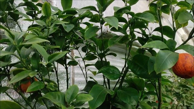 Лимон Аркобалено (Arcobal) [c. Meyerii X C. Sinensis 