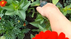 #циния #изящная #красная / Красные цинии. Буйство краски на клумбе. Уход.