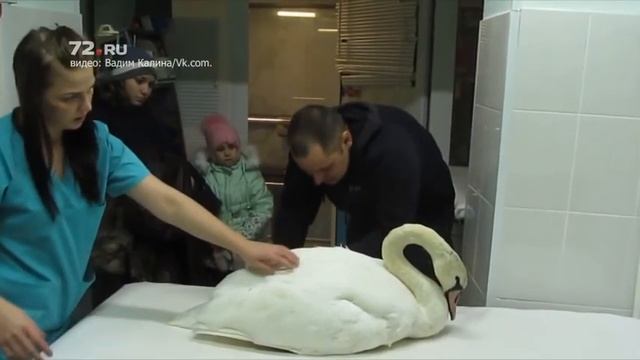 Спасение лебедя в Тобольске смотреть онлайн