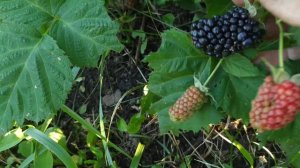 Ежевика Коламбия Гигант, первая ягода. Огромная кислятина.