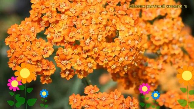 Тысячелистник обыкновенный Терракотта. Краткий обзор, описание Achillea Millefolium Terracotta