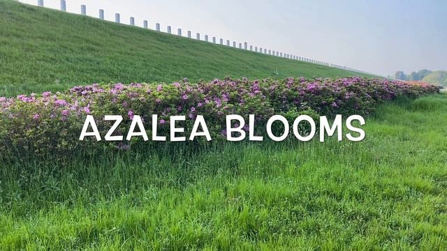 Where to see the best sunsets ??! Sayama lake Saitama смотреть онлайн