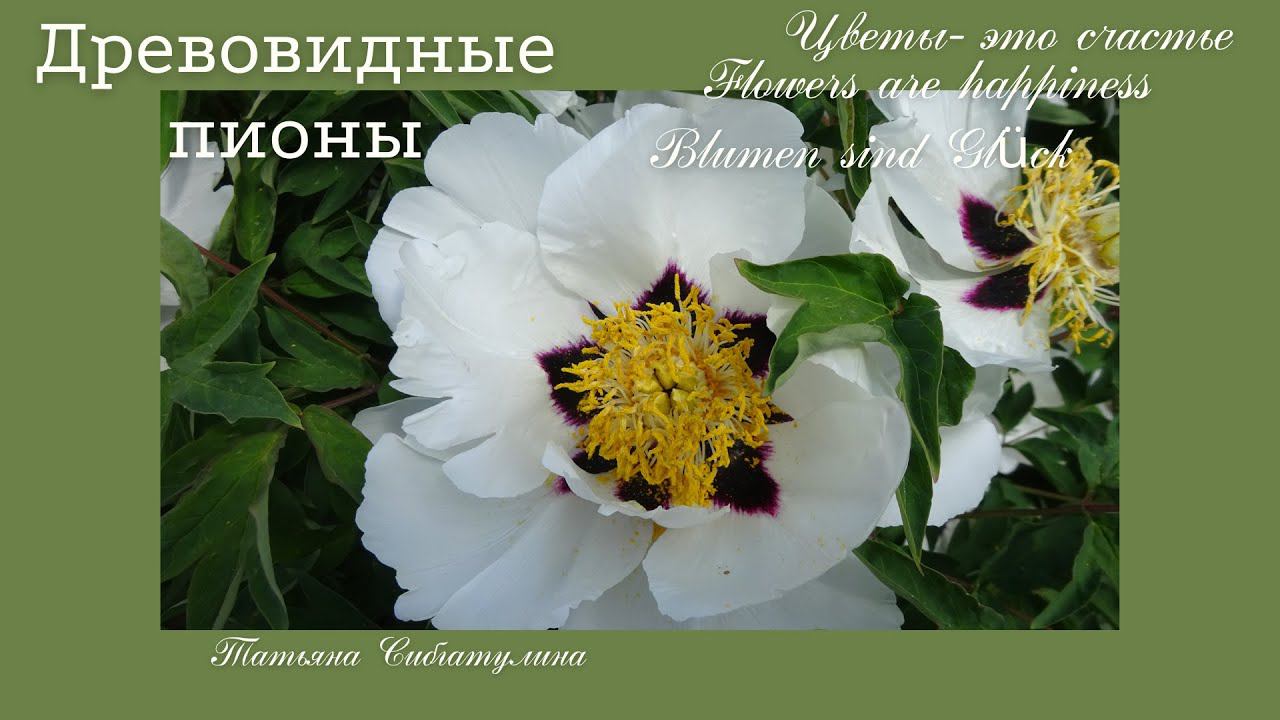 Древовидный пион. Все о нем. смотреть онлайн