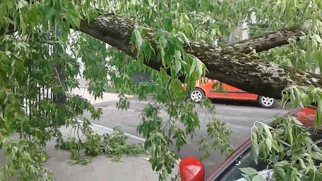 29 мая 2017 ;на "Рено Логан" упало дерево! последствия урагана для одного "везунчика")) смотреть онлайн