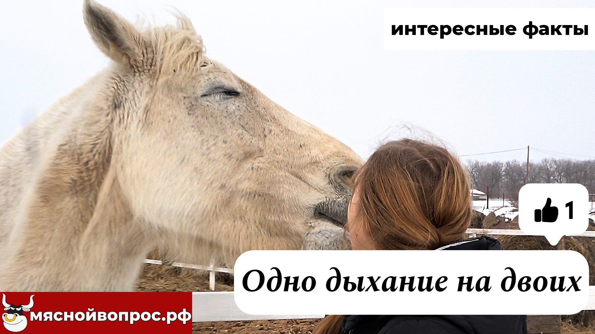 мяснойвопрос.рф - ИНТЕРЕСНЫЕ ФАКТЫ. Одно дыхание на двоих смотреть онлайн