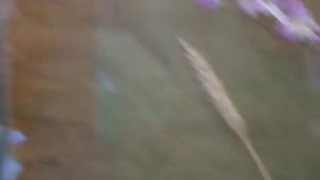 В 