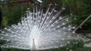 Белый павлин.