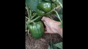 Сорт сладкого перца Кубышка