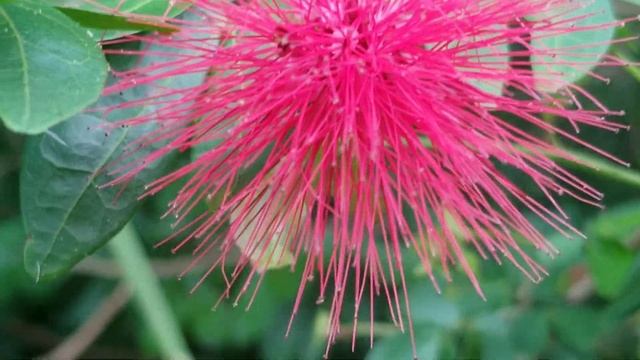 POWDER PUFF  PLANT,,, CALLIANDRA FLOWERS .