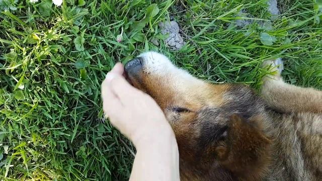 Орхидеи (и пр.) в Аптекарском Огороде и экскурсия по дачному участку моих родителей смотреть онлайн