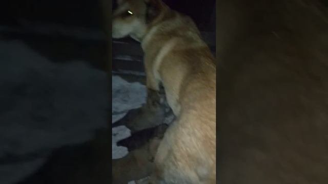 35ти дневные щенки Азиатского волкодава. От пары Койсер и Кульсары. смотреть онлайн