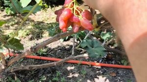 ЖУРАВЧИК КРАСНЫЙ селекции Голуба Анатолия сигналочка на поивипрививке этого года