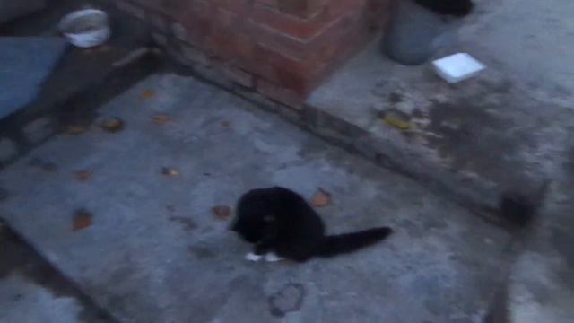 милые создания