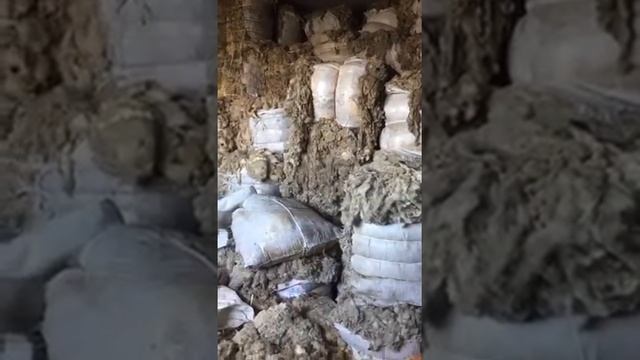 Продажа шерсти овец дагестанский меринос смотреть онлайн